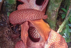 Jangan Ketinggalan, Bunga Rafflesia Kembar Tiga Mekar di Kepahiang