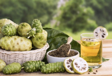 Bisa Menurunkan Berat Badan: Ini 5 Manfaat Buah Mengkudu Untuk Obat Herbal