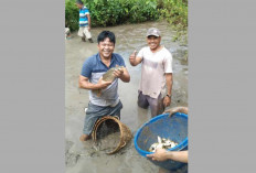 Panen Ikan, Program Ketahanan Pangan Taba Padang Tahun 2023 Menuai Hasil