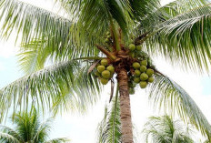 Waw! Kelapa Tua Langka, Harganya Mencapai Rp 15 Ribu per Buah 