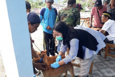 HPR di 5 Desa Mulai Disuntik Vaksin Anti Rabies