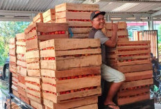 Harga Anjlok, Petani Gratiskan Tomat untuk Masyarakat, Berharapkan Ada Bantuan Mesin Saos