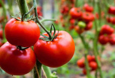 6 Manfaat Tomat, Salah Satunya untuk Meningkatkan Kesehatan saat Hamil