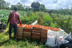 Harga Tomat Melambung Tinggi: Petani di Kepahiang Semringah 
