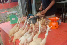 Pedagang Ayam Potong Raup Untung di Bulan Puasa