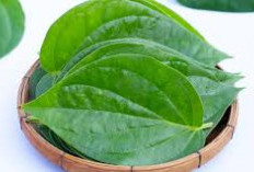 Dicampur Madu, Ini 4 Khasiat Air Daun Sirih  