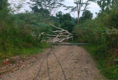  Jaringan Listrik di Kepahiang Lumpuh dan 5.500 Pelanggan Terdampak