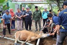 Meningkat, Idul Adha 2024 Ada 559 Hewan Kurban Disembelih di Kabupaten Lebong