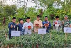 Perkuat Ketahan Pangan: Pesantren Enterpreneur Qur'an Kepahiang Panen Cabai 