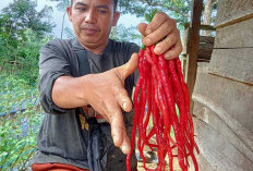 Harga Cabai di Kepahiang Anjlok, Petani Terancam Merugi