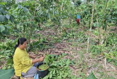 Dongkrak Harga Jual, Petani Kopi Kepahiang Diminta Tak Sekadar Panen Saja