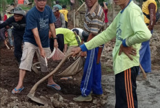 Bangun Masjid Al-Hijrah, Warga Ketapang Jaya Gotong Royong  