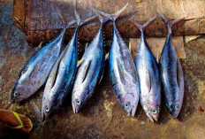 Ada 10 Ikan Dengan Kandungan Merkuri Tinggi, Wajib Cek Sebelum Beli