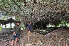 Aur Sakti, 1 Telapak Kakinya di Lebong dan 1 Lagi di Batu Kalung, Tempat Keramatnya Didatangi Oknum Caleg