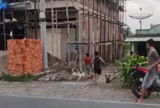 Warga Kepahiang Heboh: Babi Hutan Masuk Pemukiman Warga, Akhirnya Ini yang Terjadi
