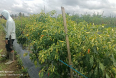Petani Cabai di Kepahiang Keluhkan Mahalnya Harga Pupuk dan Obat Hama