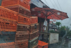 Harga Ayam Potong di Kepahiang Masih Tinggi