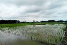 Dilanda Banjir, 6 Hektare Sawah di Benteng Terancam Gagal Panen