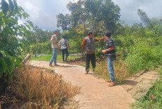 Tanam Alpukat di Pekarangan, Warga Kabupaten Kepahiang Raih Untung 3 Juta Per Bulan