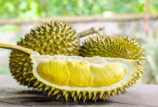 Mana Favoritmu? Berikut 10 Buah Asli dari Indonesia 