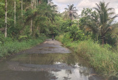 Petani di Kepahiang Keluhkan Drainase Tidak Berfungsi, Merusak Sawah dan Jalan 