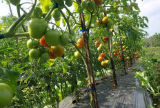 Harga Tomat di Kepahiang Anjlok, Petani Merugi 