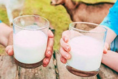 Bisa Cerahkan Kulit: Ini Beragam Kandungan Susu Kambing 