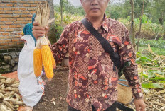 Desa Daspetah II Kabupaten Kepahiang Siap Swasembada Pangan Jagung