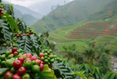 Tanda Kiamat Terlihat Jelas di Kopi Brasil, RI Tinggal Tunggu Waktu?