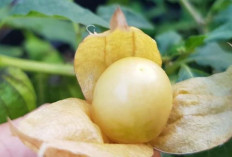 Jadi Obat Kanker, Buah Ini Laku Keras di AS dan China