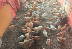 Beternak Ayam KUB dan Elba di Lahan Rumah Hasilnya Menjanjikan 