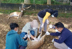 Pengunjung Diawasi Ketat, Rusa Tutul Peliharaan Pemkab Kepahiang Tersisa 20 Ekor