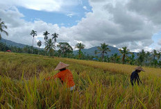 Petani di Lebong Sumringah Harga Padi Naik Signifikan jadi Segini