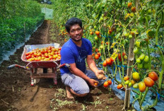  Petani Kepahiang Sumringah Harga Tomat Rp 700/Kg