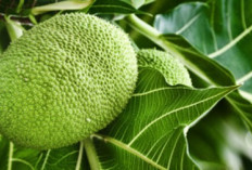 Buah Asli Indonesia Ini Dicap Sakti, Dinilai Bisa Atasi Kiamat Pangan hingga Diburu Eropa