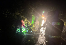 2 Rumah Hanyut, Longsor dan Banjir hingga Pohon Tumbang Hantam Bengkulu Tengah 