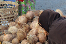 Kelapa Tua Langka di Bengkulu Tengah, Harga Santan Naik Pesan dari Luar Daerah 