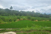  Debit Air Kurang, Ratusan Hektare Lahan Sawah di Karang Indah Kepahiang Terbengkalai