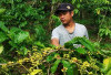 Harga Biji Kopi Turun Drastis, Petani di Bengkulu Tengah Kecewa 