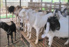 Harga Terjangkau Rp 3,5 Jutaaan: Pedagang Kambing di Kepahiang Mulai Persiapkan Stok Jelang Idul Adha