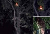 Heboh Penampakan Hantu Kuyang di Cileungsi: Ini Faktanya