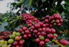 Harga Kopi di Kepahiang Turun: Petani Kopi Dataran Tinggi Mulai Panen
