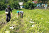  Kembangkan Buah Semangka: Petani Kepahiang Dapat Untung Jutaan Rupiah 