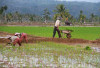 Ribuan Hektare Sawah di Kepahiang Bakal Dapat Bantuan Pengairan: Segini Anggarannya