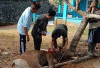 Di Bengkulu Tengah, 800 Ekor Sapi dan 300 Ekor Kambing Dikurbankan 
