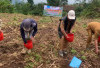 BUMDes Karya Muda Desa Karang Endah Kepahiang Tanam Jagung Program Ketahanan Pangan Tahap II