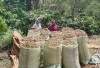 Produksi Kopi di Kabupaten Kepahiang Meroket 20 Ribu Ton: Sepanjang Tahun 2024-2025