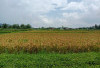 Alih Fungsi Lahan Dilarang: Tapi Sawah di Kepahiang Terus Berkurang, Perda LP2B Wajib Diterapkan 