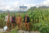 Program Ketahanan Pangan: Desa Kelobak Kabupaten Kepahiang Siap Panen Raya Jagung 