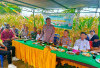 Pemdes Lubuk Penyamun di Kepahiang Panen Raya Jagung: Dukung Program Ketahanan Pangan